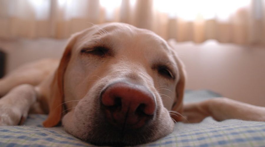 The Cycle of Productivity (and Sleep)